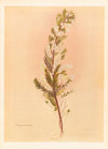 Pimelea Prostrata