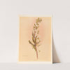 Pimelea Prostrata by Georgina Burne Hetley