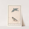 Pimpelmees (Cyanistes caeruleus) en koolmees (Parus major) (1596-1610) by Anselmus Boëtius de Boodt