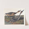 Pin tailed duck (1827–1838) by John James Audubon