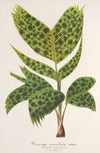 Pinanga maculata