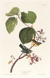 Pine swamp warbler