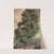 Pine Tree by Sandow