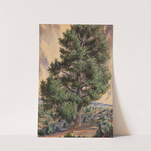 Pine Tree by Sandow