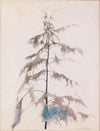 Pine Tree (1919)