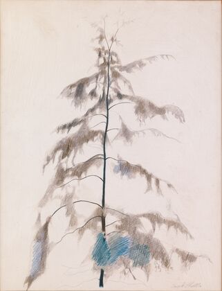Pine Tree (1919)