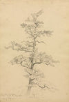 Pine Tree, Conway, New Hampshire (recto)