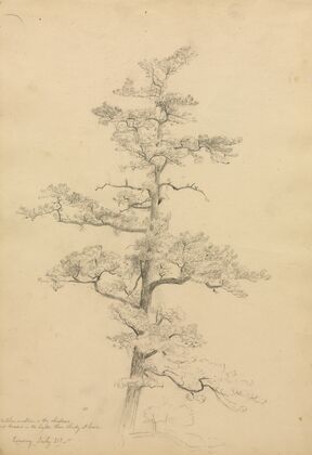 Pine Tree, Conway, New Hampshire (recto)