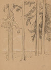 Pine Trees near Seyfriedsberg (1900)