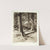 Pine Woods by C. Jac Young