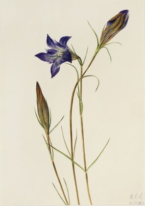 Pinebarren Gentian (Gentiana porphyrio) (1923)