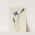 Pinebarren Gentian (Gentiana porphyrio) (1923) by Mary Vaux Walcott