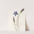Pinebarren Gentian. (Gentiana porphyrio) (1925) by Mary Vaux Walcott