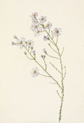 Pineland Aster. Aster squarrosus (1925)