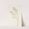 Pineland Aster. Aster squarrosus (1925) by Mary Vaux Walcott
