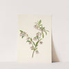 Pineland Blueberry. Vaccinium tenellum (1925) by Mary Vaux Walcott