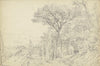 Pines on the Riviera