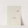 Pinguicula vulgaris (ca. early 1930s) by Mary Vaux Walcott