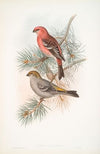 Pinicola enucleator. Pine-Grosbeak. (1862-1873)
