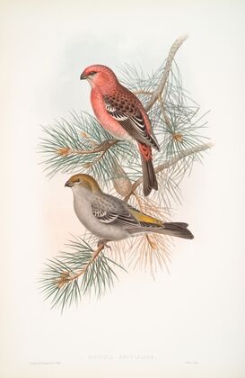 Pinicola enucleator. Pine-Grosbeak. (1862-1873)
