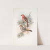 Pinicola enucleator. Pine-Grosbeak. (1862-1873) by John Gould