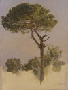 Pinienbaum bei S. Nicola da Tolentino in Rom