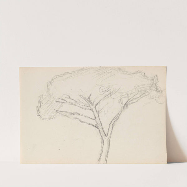 Pinje by Signe Scheel