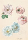 Pink and white roses