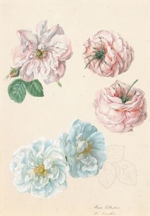 Pink and white roses