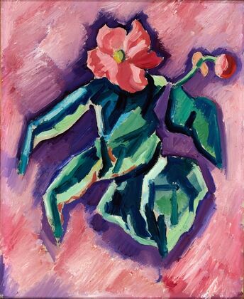 Pink Begonias