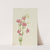 Pink Centaurium (Centaurium venustum) (1925) by Mary Vaux Walcott