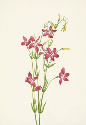 Pink Centaurium. Centaurium venustum (1925)
