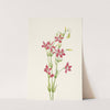 Pink Centaurium. Centaurium venustum (1925) by Mary Vaux Walcott
