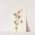 Pink Centaurium. Centaurium venustum (1925) by Mary Vaux Walcott