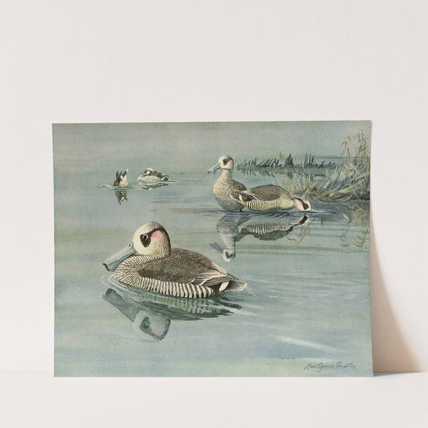Pink-Eared Duck by Louis Agassiz Fuertes