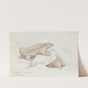 Pink Fairy Armadillo. (1837) by Charles Hamilton Smith