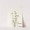 Pink Fleabane. (Erigeron caespitosus) (1925) by Mary Vaux Walcott