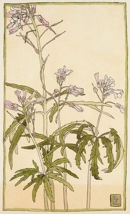 Pink Flowers with Spiky Green Leaves