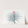 Pink-headed Tillandsia by Sydenham Edwards