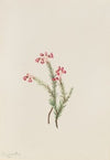 Yellow Violet (Viola orbiculata) (1916)