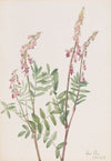 Pink Hedysarum (Hedysarum americanum) (1918)