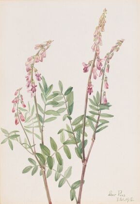 Pink Hedysarum (Hedysarum americanum) (1918)