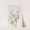 Pink Hedysarum (Hedysarum americanum) (1918) by Mary Vaux Walcott