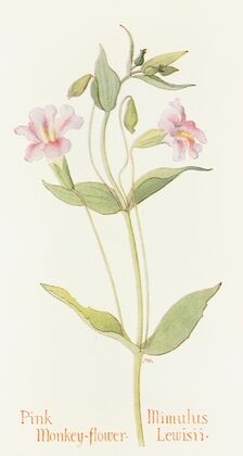 Pink Monkey Flower