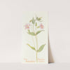 Pink Monkey Flower by Margaret Armstrong