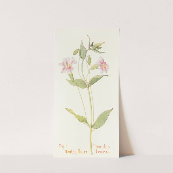 Pink Monkey Flower by Margaret Armstrong