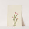 Pink Mountain Heather (Phyllodoce empetriformis) (1924) by Mary Vaux Walcott