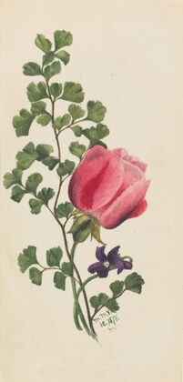 Farewell to Spring (Godetia amoena lilja) (ca. 1930s)