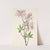 Pinkshell Azalea. Azalea vaseyi (1925) by Mary Vaux Walcott
