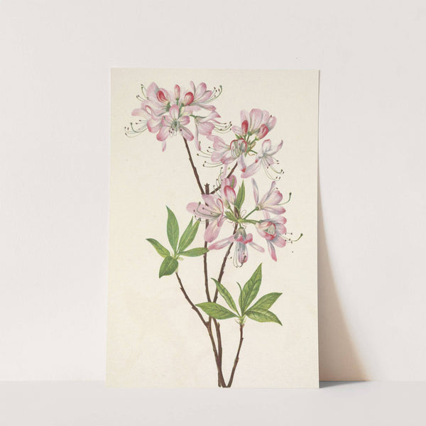 Pinkshell Azalea. Azalea vaseyi (1925) by Mary Vaux Walcott